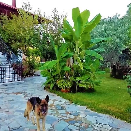 Cottage House,With Big Garden & Lawn Amaliada Kültér fotó