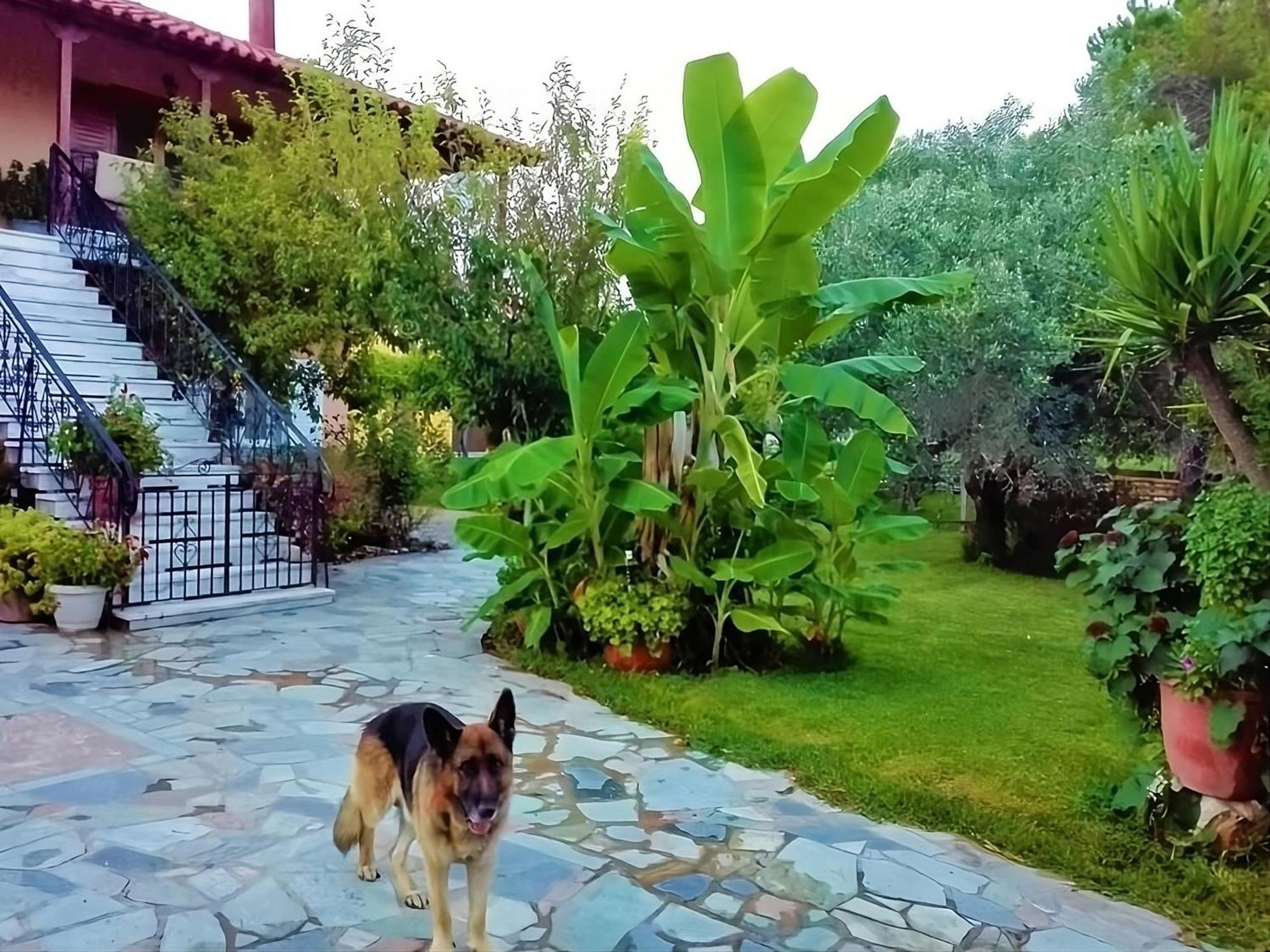Cottage House,With Big Garden & Lawn Amaliada Kültér fotó